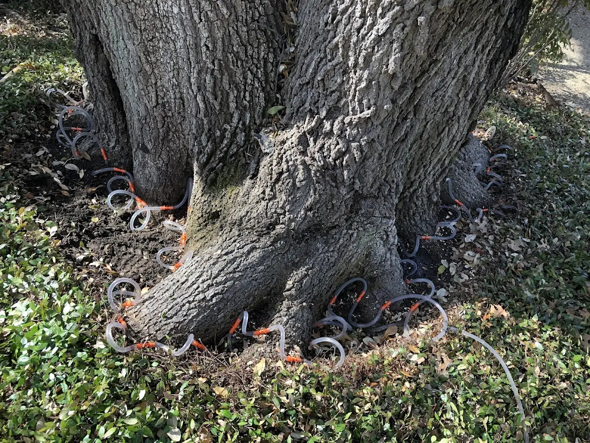 Detailed Tree Cabling and Bracing job site in Poynette